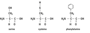 Examples of amino acids: serine, cysteine, phenylalanine