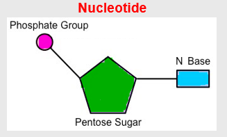 General structure of a nucleotide