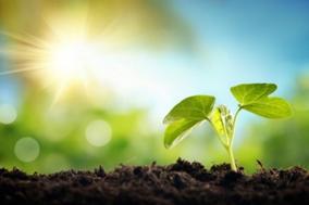Plant in sunlight representing photosynthesis