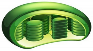 Chloroplast structure