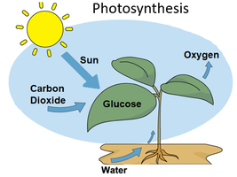 Diagram of photosynthesis process