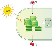 Light-dependent reactions in the chloroplast