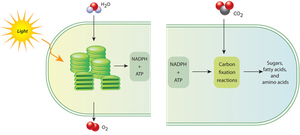 Photosynthesis overview diagram
