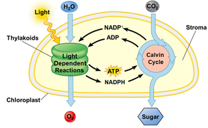 Photosynthesis: light-dependent and Calvin cycle
