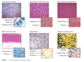 Types of typical connective tissues