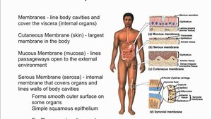 Body membrane types and locations