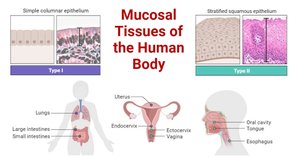 Mucosal tissues of the human body