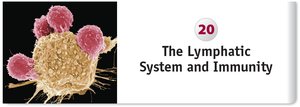 The Lymphatic System and Immunity chapter title image