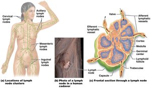 Structure of a lymph node
