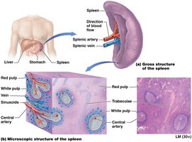 Structure of the spleen