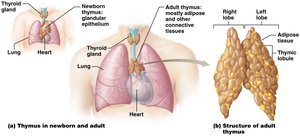 Comparison of the thymus in a newborn and an adult