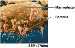 Cells of innate immunity