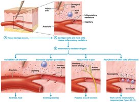 Inflammatory response, part 1