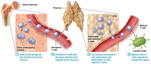 T cell maturation