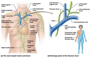 Main lymph trunks and ducts