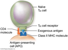 TH cell interaction with antigen-presenting cell