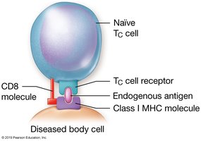 TC cell interaction with diseased body cell