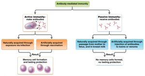 Active and passive antibody-mediated immunity
