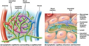 Lymphatic capillary structure and function