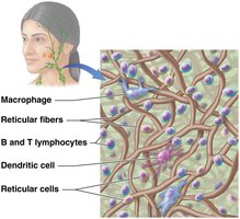 Microscopic structure of lymphoid organs