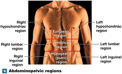 Abdominopelvic regions