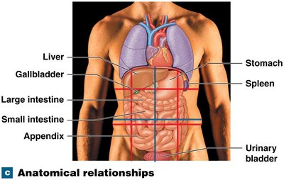 Anatomical relationships of organs