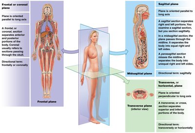 Sectional planes: frontal, sagittal, transverse
