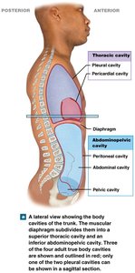 Body cavities of the trunk