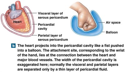 Pericardial cavity and serous membrane
