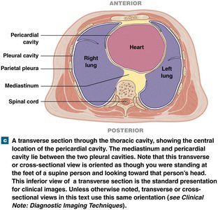 Transverse section of thoracic cavity