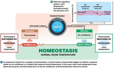 Homeostasis: control of room temperature