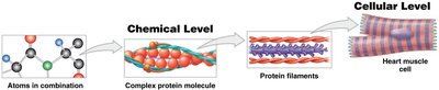Levels of organization: chemical and cellular