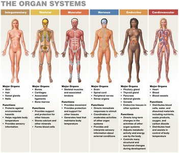 Organ systems: integumentary, skeletal, muscular, nervous, endocrine, cardiovascular