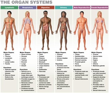 Organ systems: lymphatic, respiratory, digestive, urinary, male and female reproductive