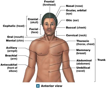 Anterior anatomical landmarks