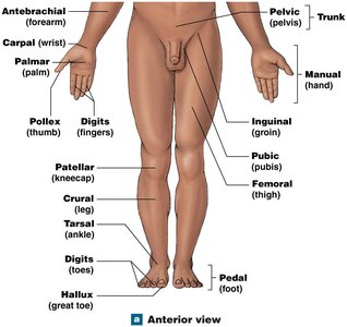 Anterior anatomical landmarks (lower body)
