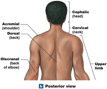 Posterior anatomical landmarks (upper body)