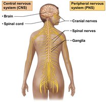 Diagram of CNS and PNS