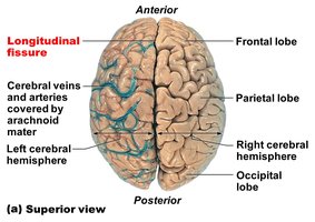 Lobes and fissures of the brain, superior view