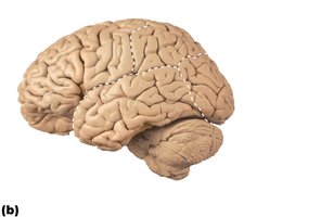 Lobes and fissures, lateral view