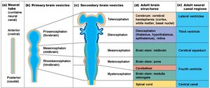Brain vesicle development chart