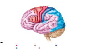 Motor and sensory homunculus maps