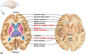 Basal nuclei structures