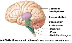Adult brain regions