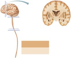 Gray and white matter in brain