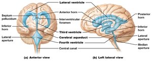 Brain ventricles, anterior and lateral views