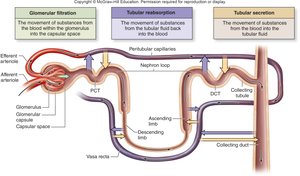 Overview of urine formation processes