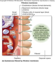 Substances filtered by the filtration membrane