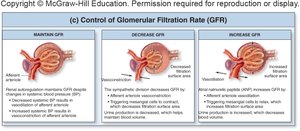 Control of glomerular filtration rate