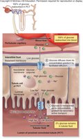 Glucose reabsorption in the nephron